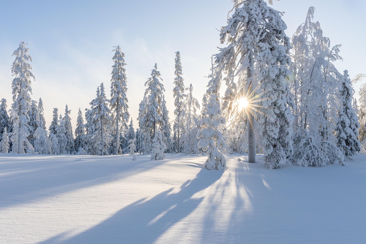 trees, winter, snow, white, cold, nature, landscape, frost, frozen, sunrise, wintry, snowflake, clouds, outdoors, forest, happychristmas, christmas wallpaper, winter, winter, winter, winter, winter, snow, snow, snow
