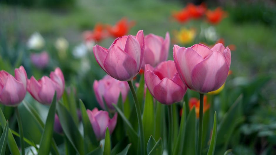Close-up of vibrant pink tulips blooming in a garden during springtime.