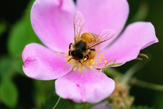 bee, flower, spring, nature, plant, insect, blossom, macro, beautiful flowers, season, summer, outdoor, petal, natural, pollen, flora, springtime, flower background, april, flower wallpaper, may, blooming, pollination