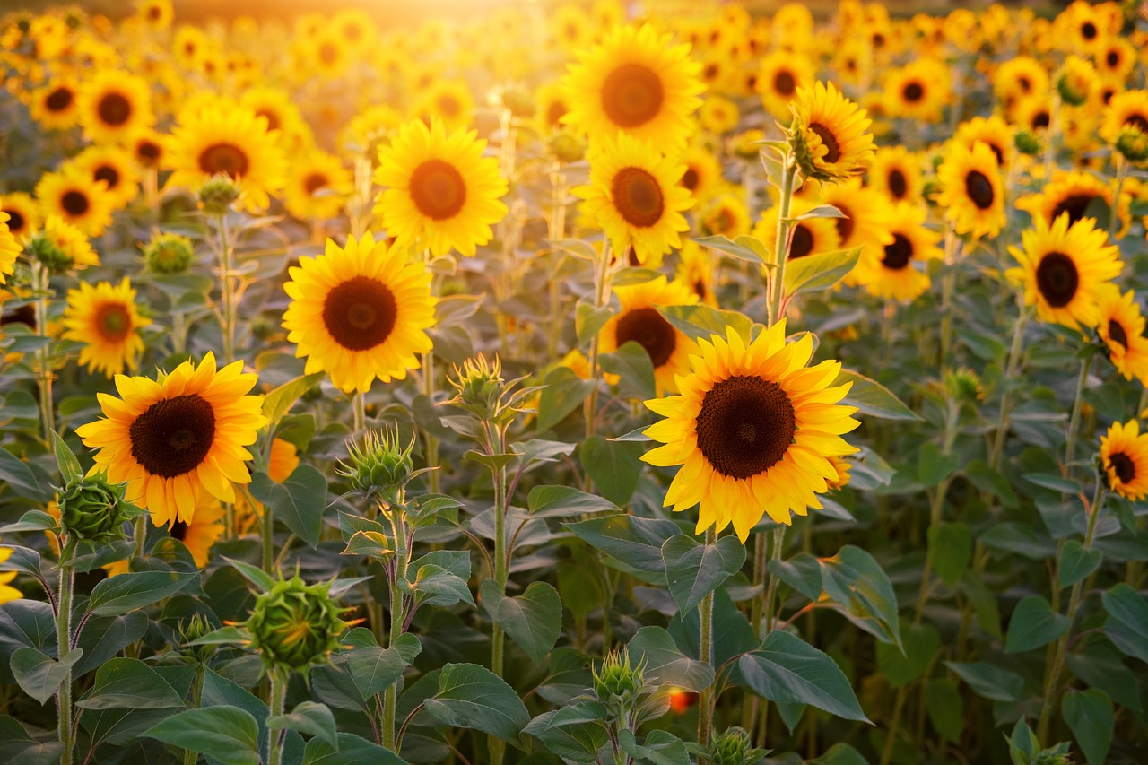 sunflower, windows wallpaper, sunflower field, wallpaper hd, beautiful flowers, flower wallpaper, free wallpaper, flowers, mac wallpaper, floral background, desktop backgrounds, beautiful wallpaper, wallpaper 4k, free background, laptop wallpaper, bloom, blossom, flower background, 4k wallpaper 1920x1080, hd wallpaper, 4k wallpaper, sunny, full hd wallpaper, wallpaper, cool backgrounds, nature, background