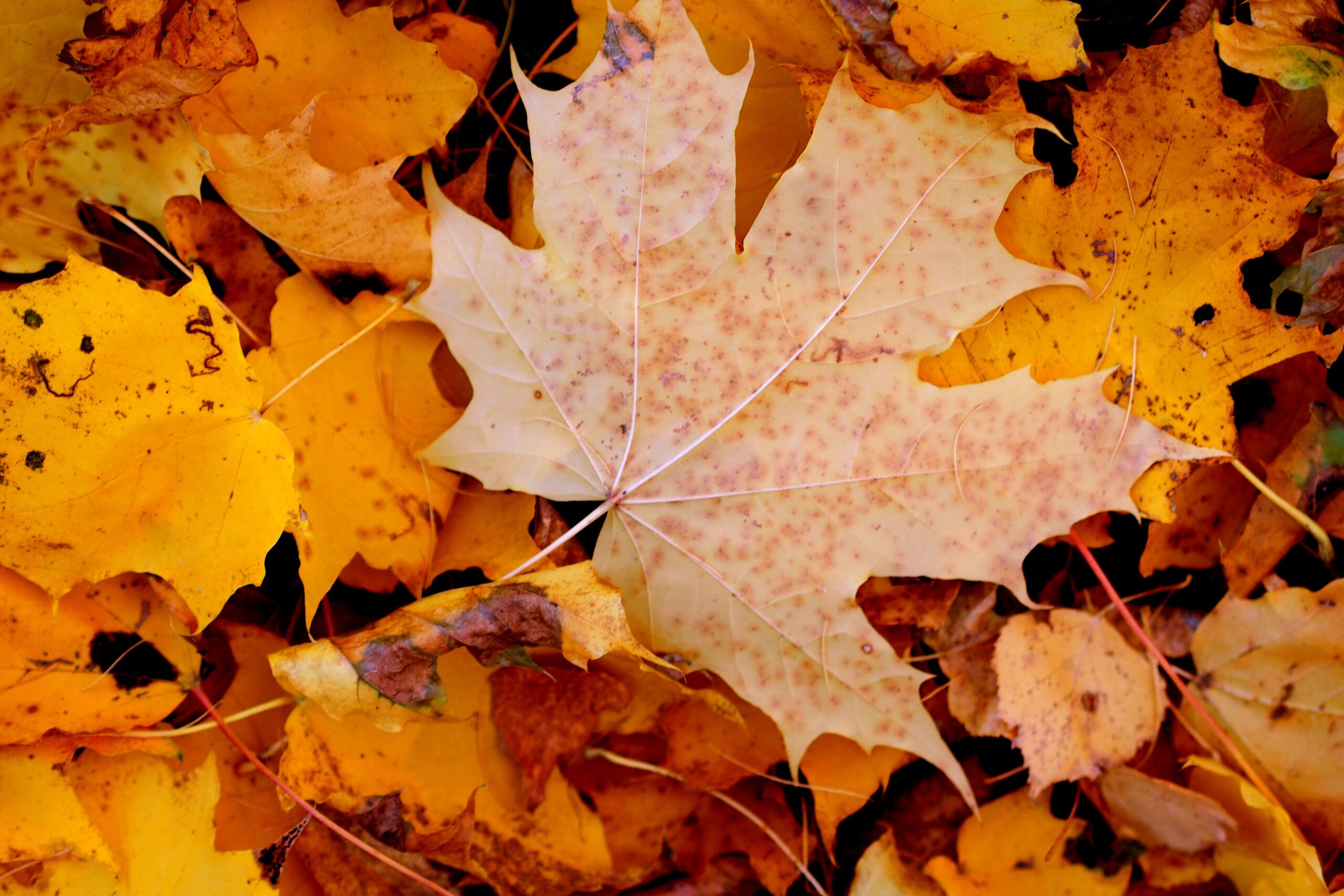 Vibrant autumn maple leaves in warm yellow and orange hues, showcasing natural beauty.